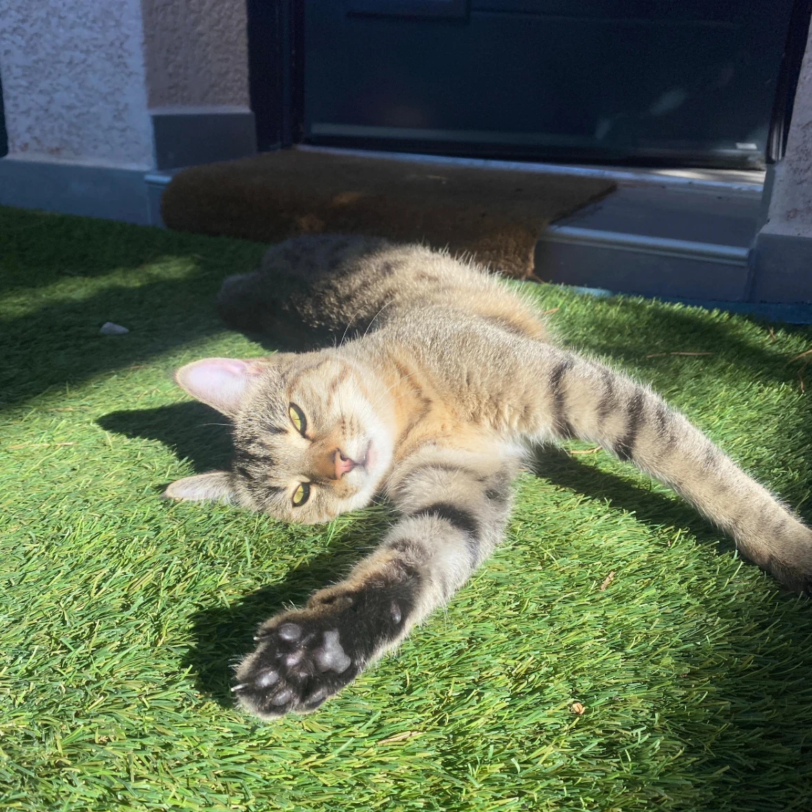Nala