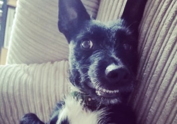 Seanín 