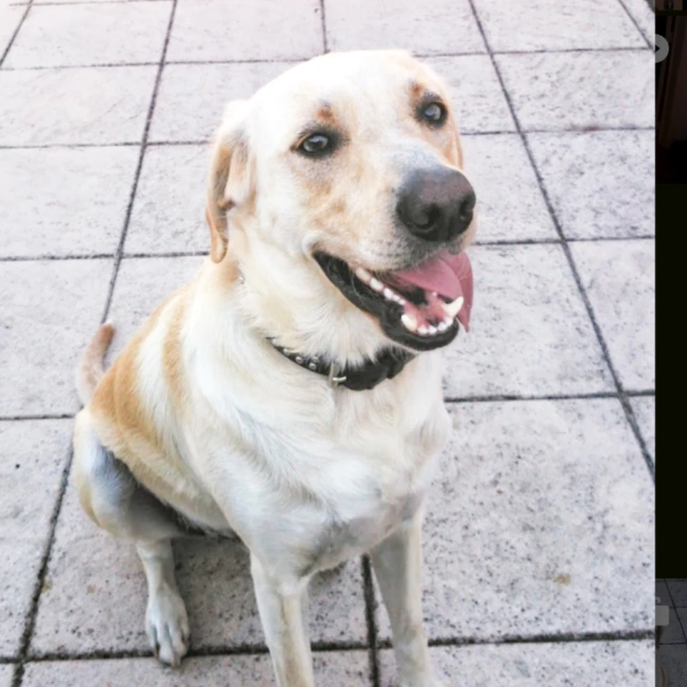 Angel (in memoriam 🦋💫🤍)