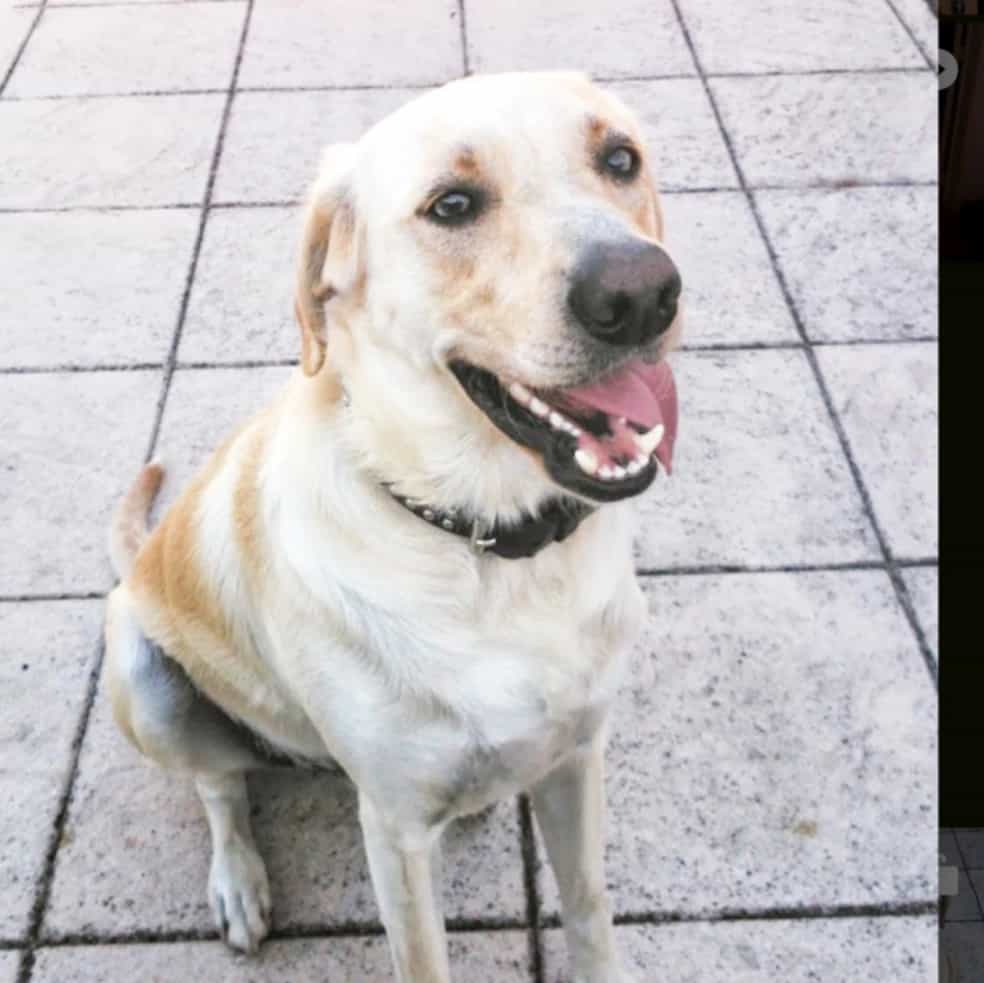 Angel (in memoriam 🦋💫🤍)