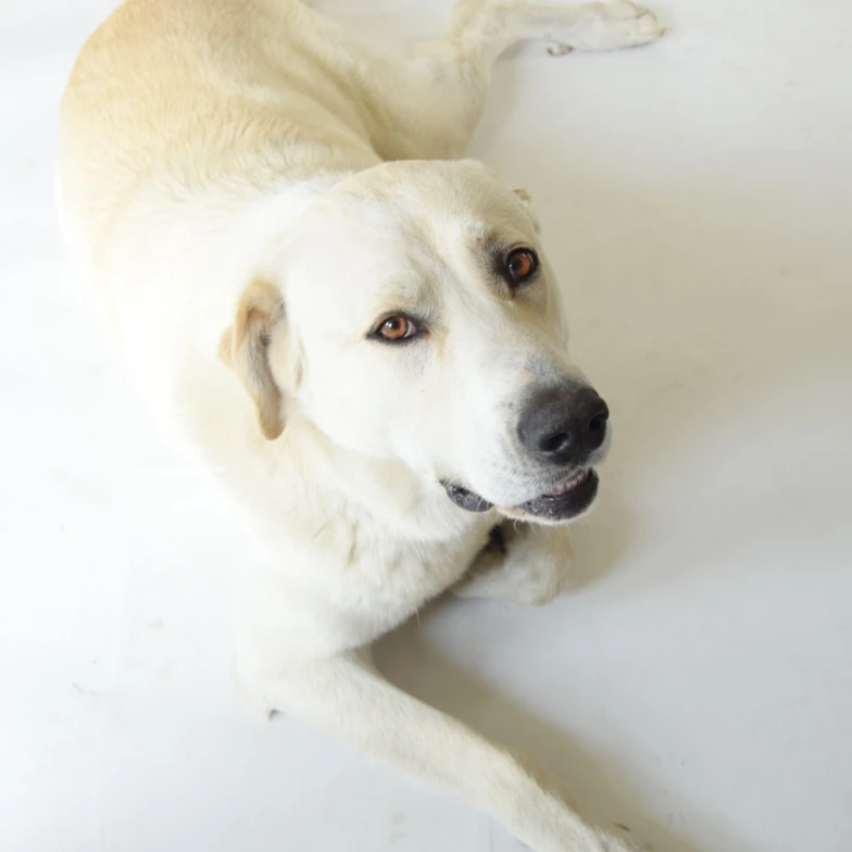 Kylan (in memoriam 🦋💫🤍)