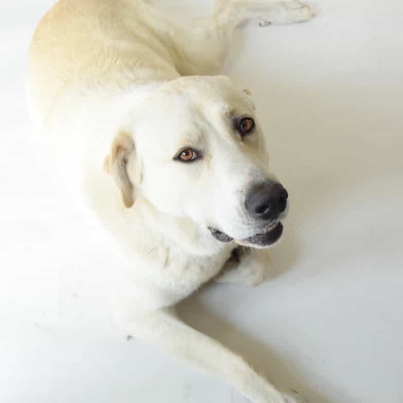 Kylan (in memoriam 🦋💫🤍)