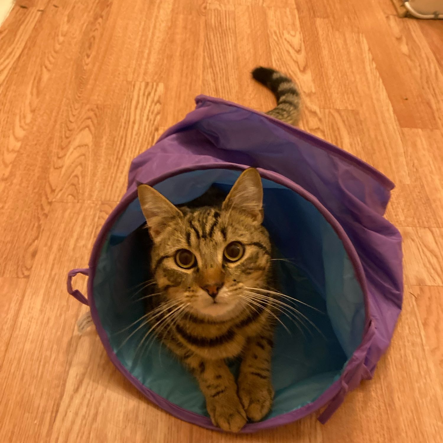 Nigel