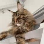 Odry Van Krownest Oranje