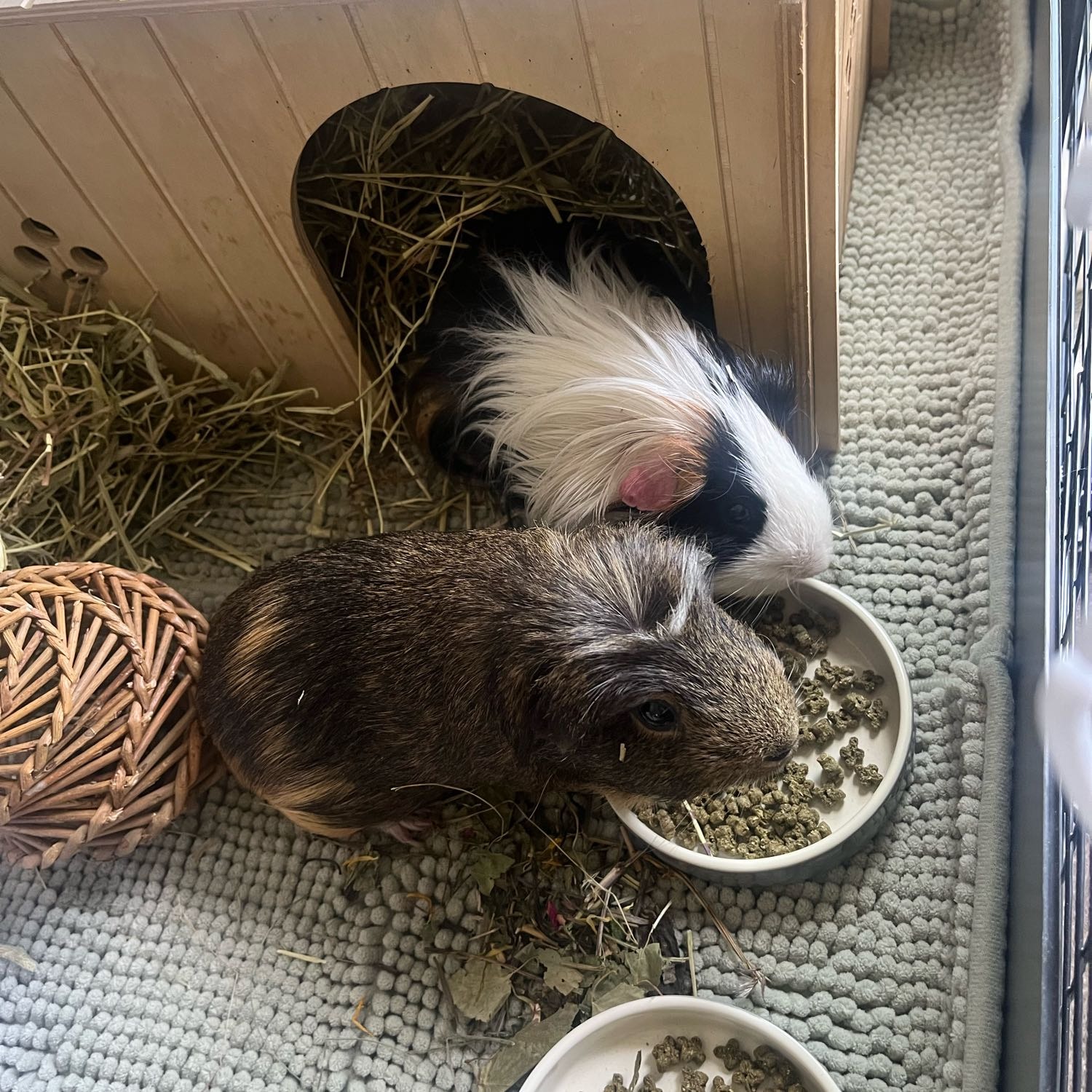 Foster Guinea Pigs 