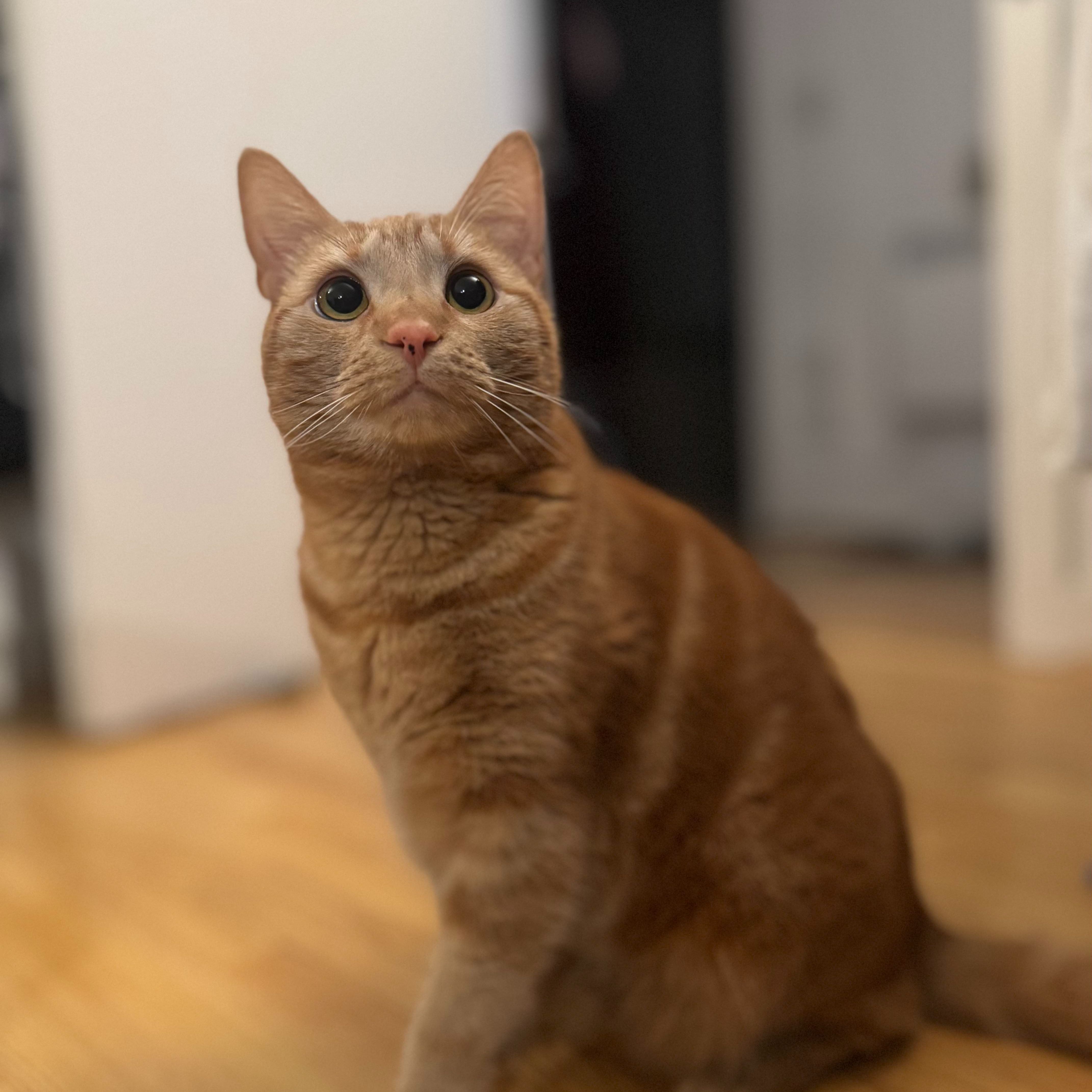 Yoshi