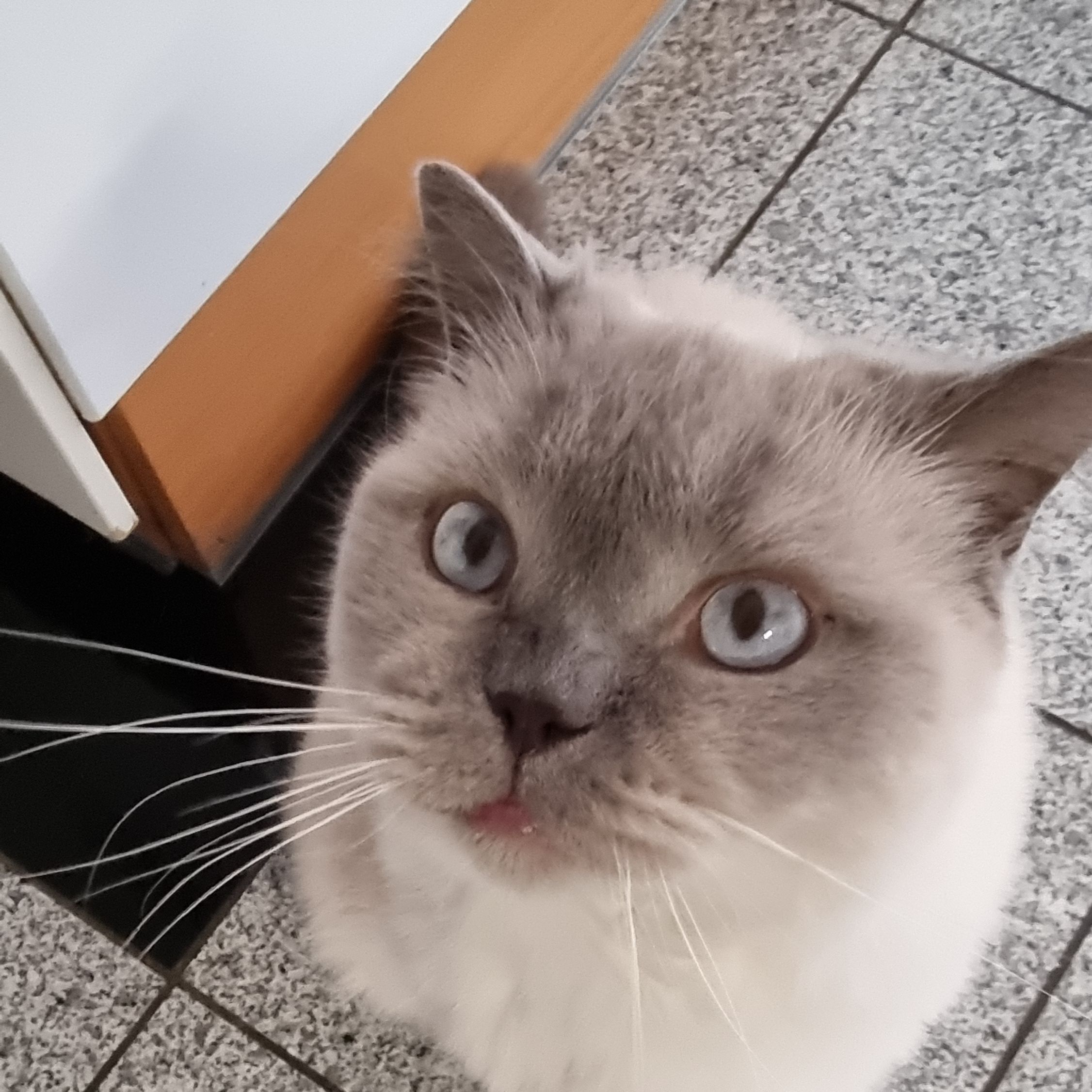 Dromi