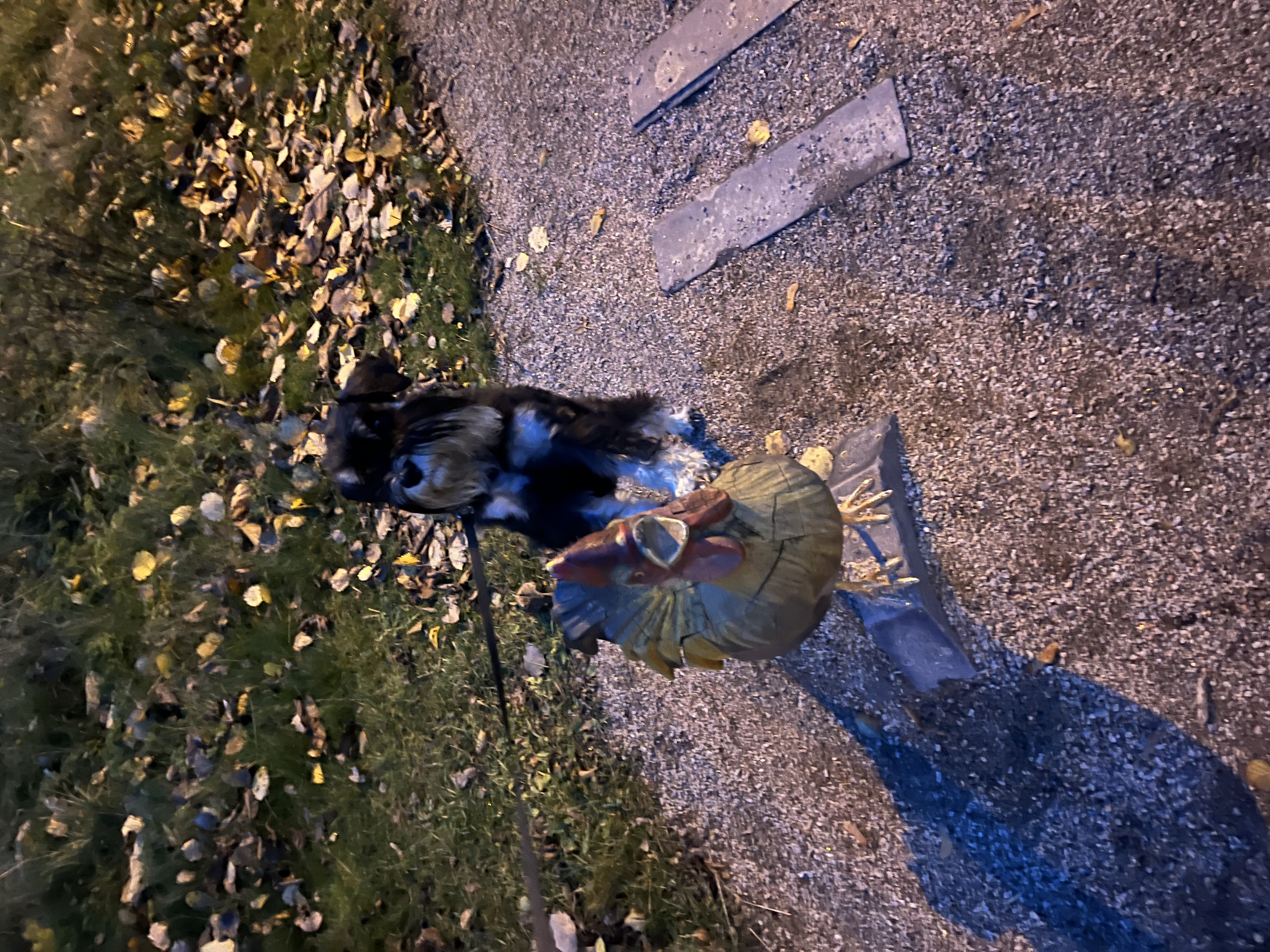 image-7
