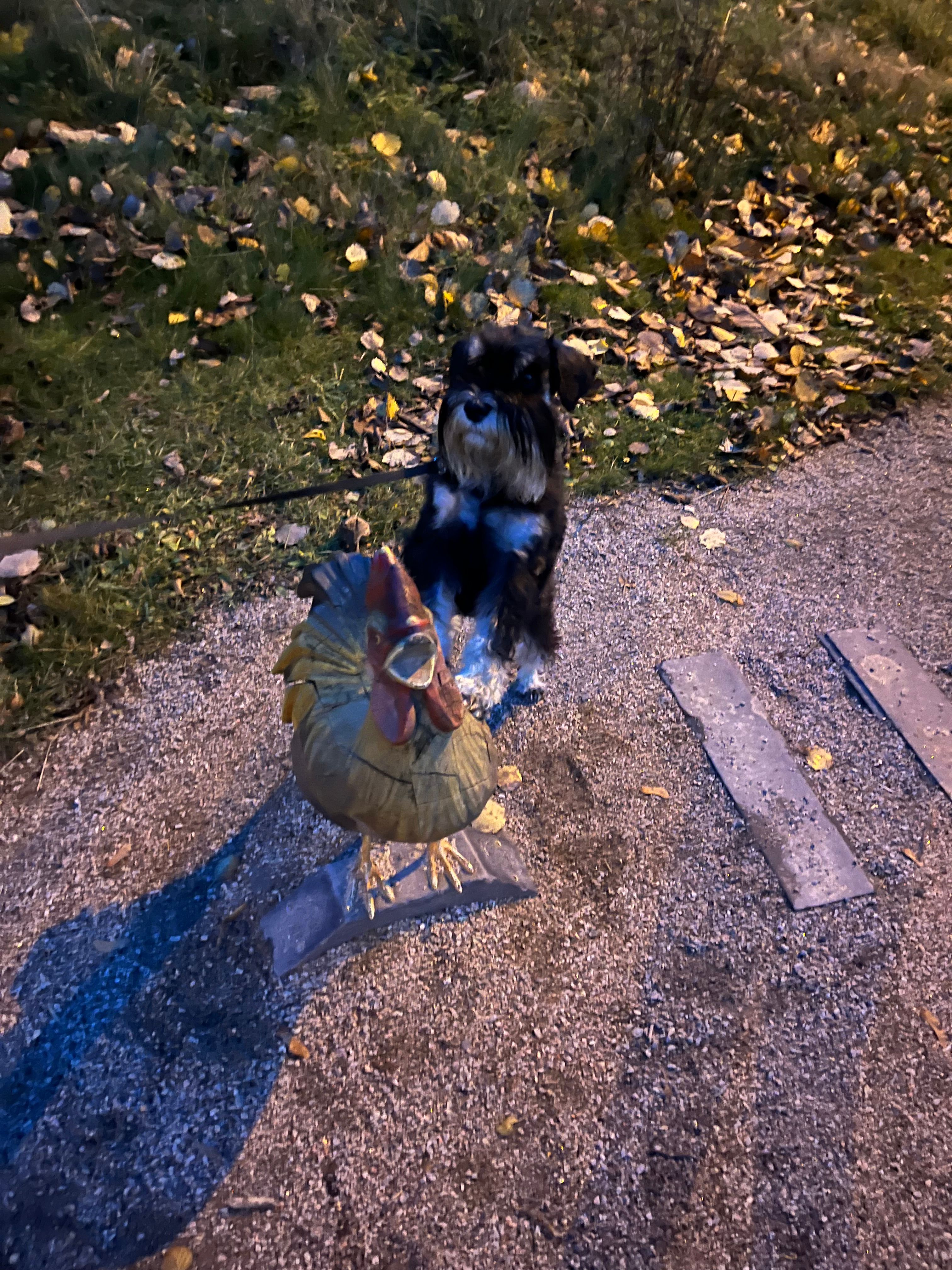 image-7
