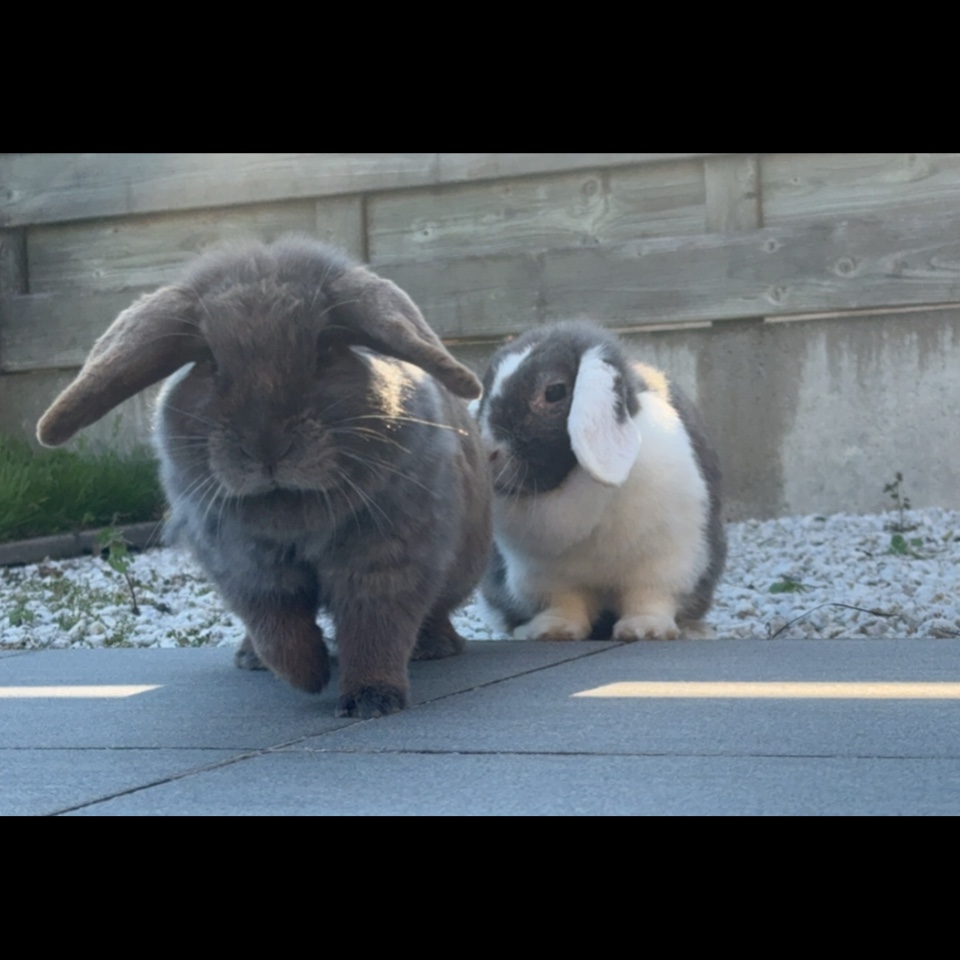 Ambi & Muchi