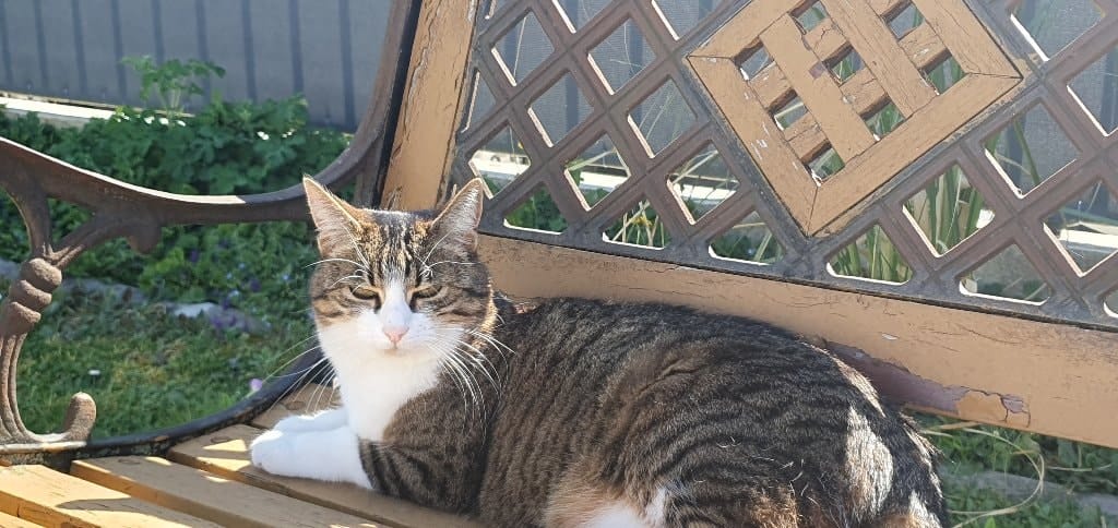 Nala