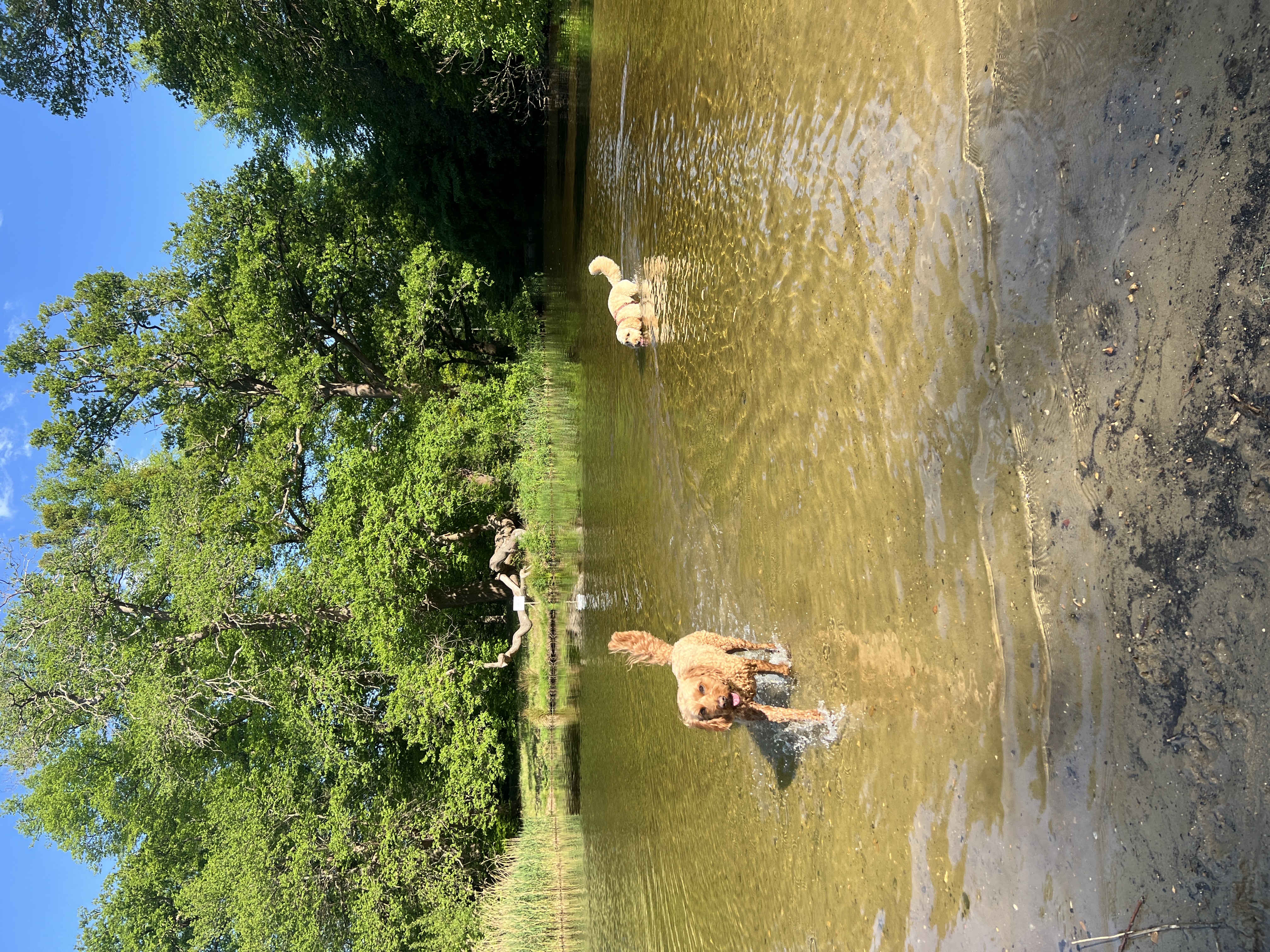 Blanka Pet sitter in Surrey