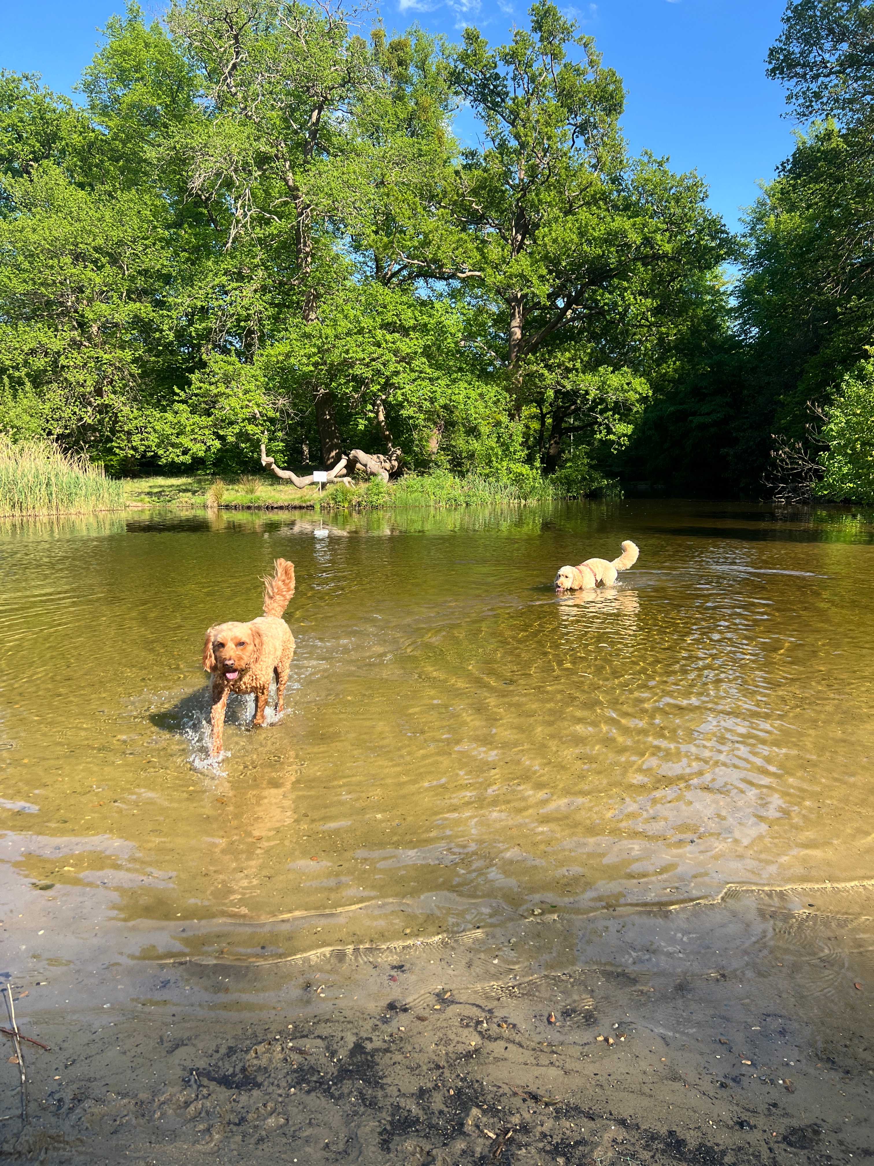 Blanka Pet sitter in Surrey - Main Image