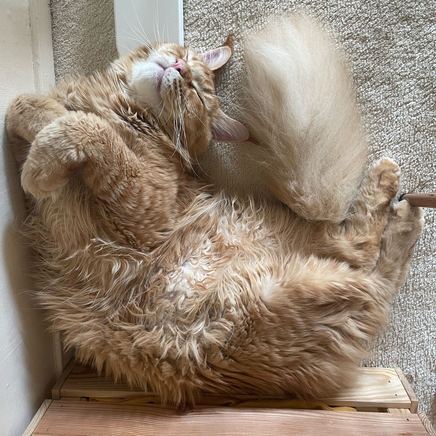 Simba