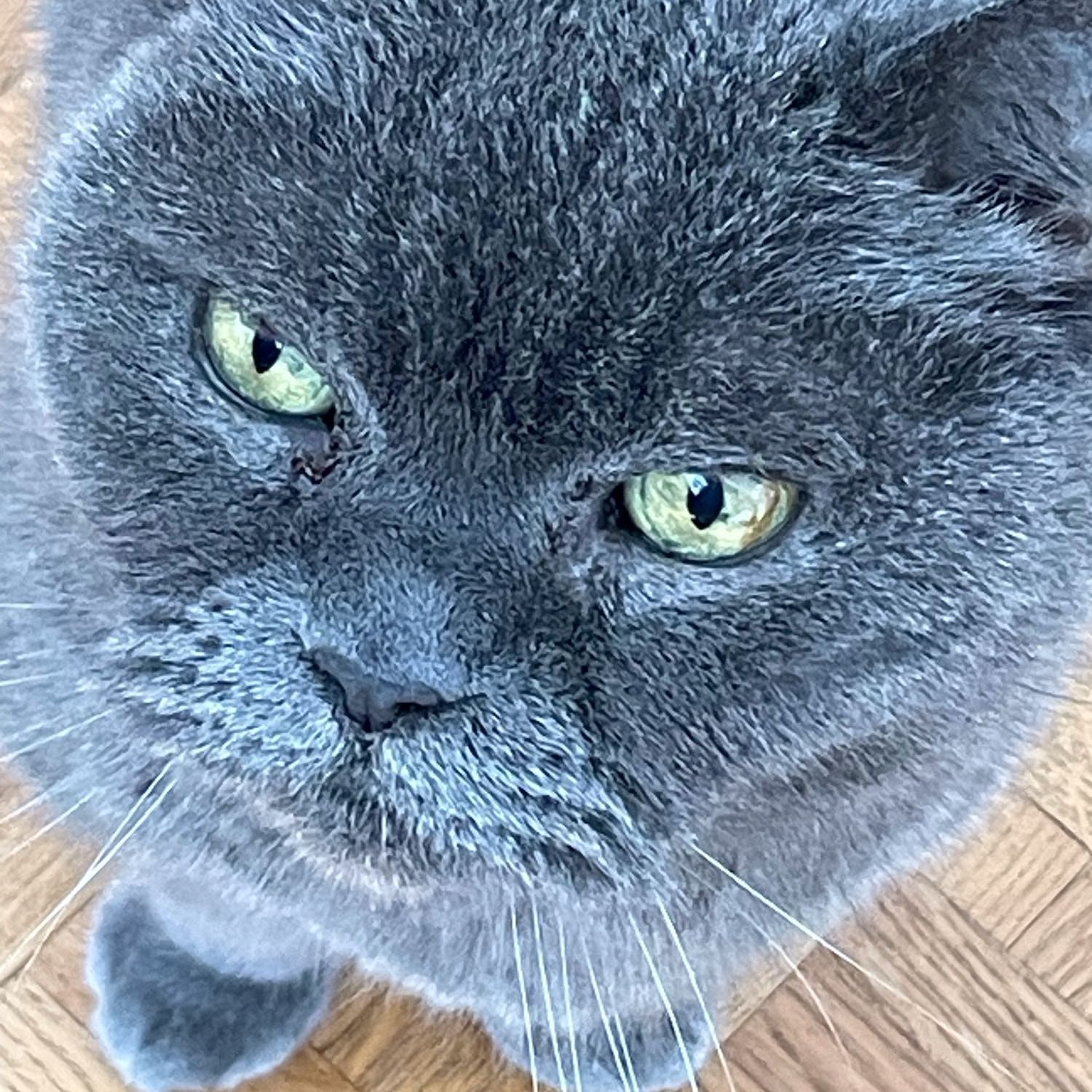Dani