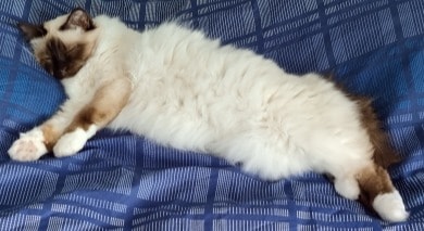 Praline