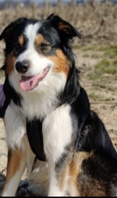 Bandit