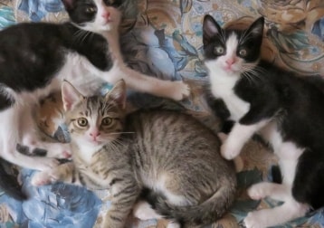 Felix, Richie E Figaro 
