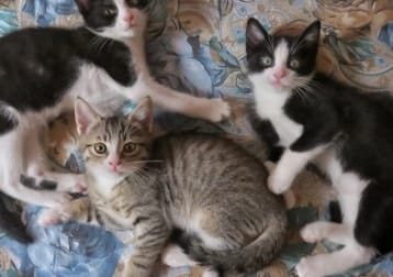 Felix, Richie E Figaro