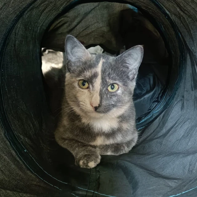Suki