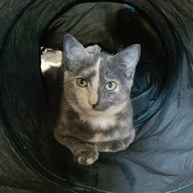 Suki