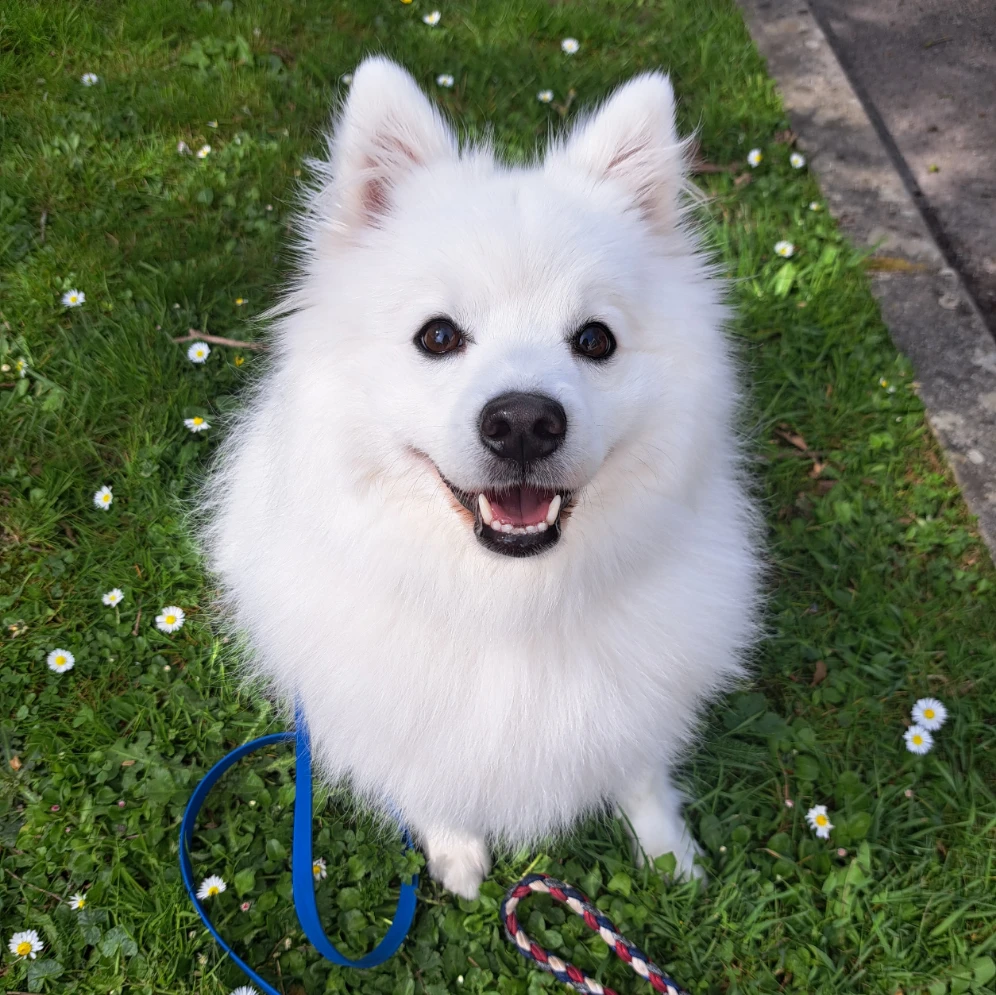 Shiro