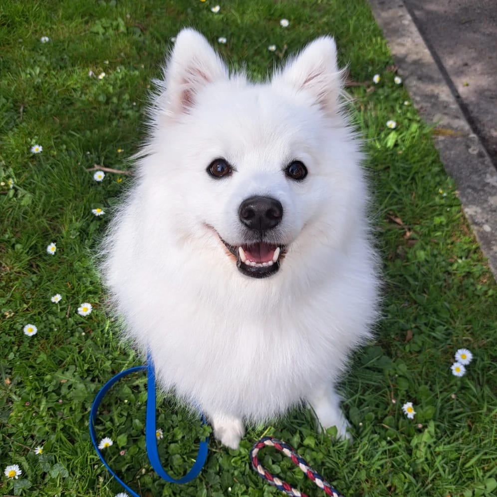 Shiro
