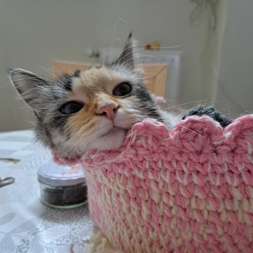 Choupette 