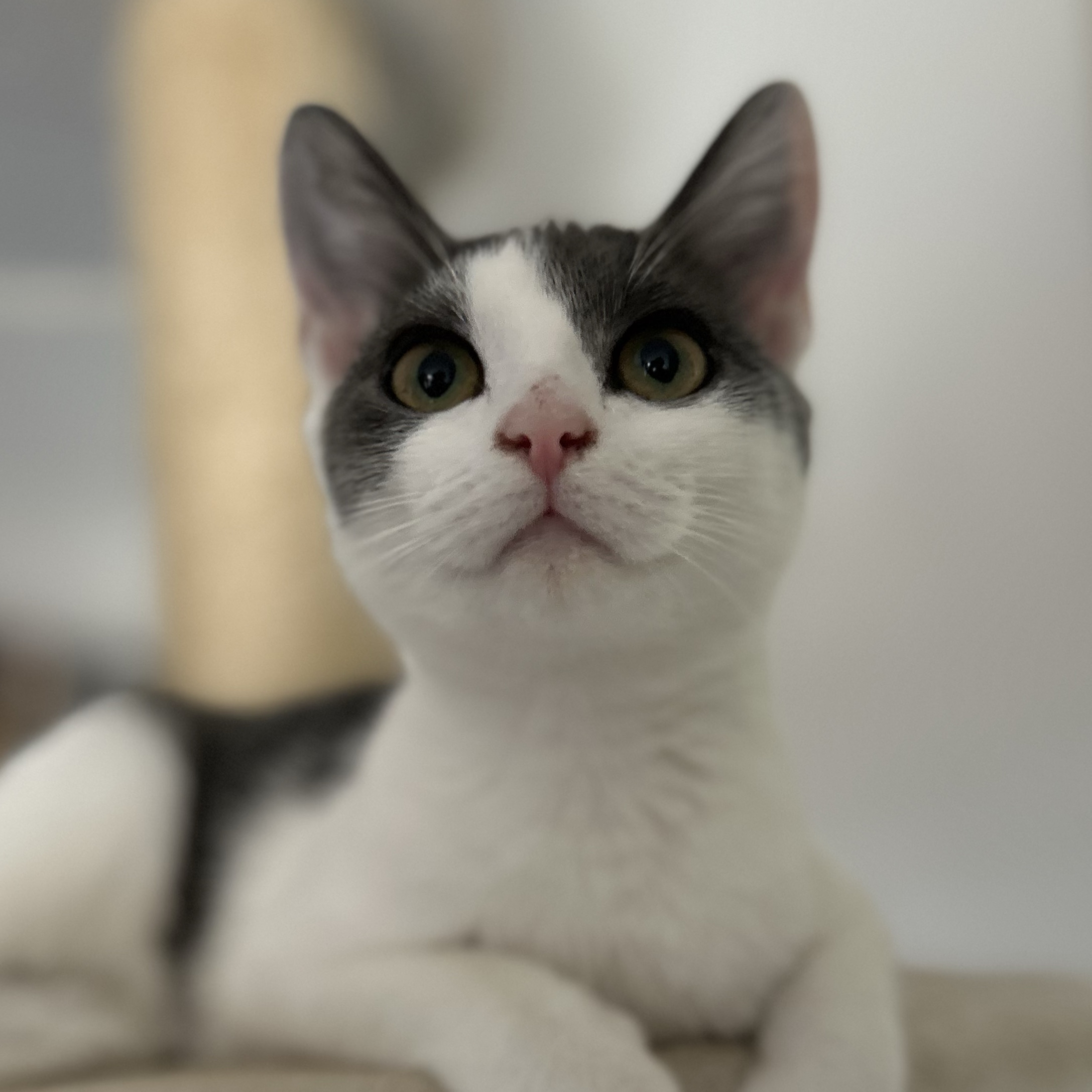 Yuki
