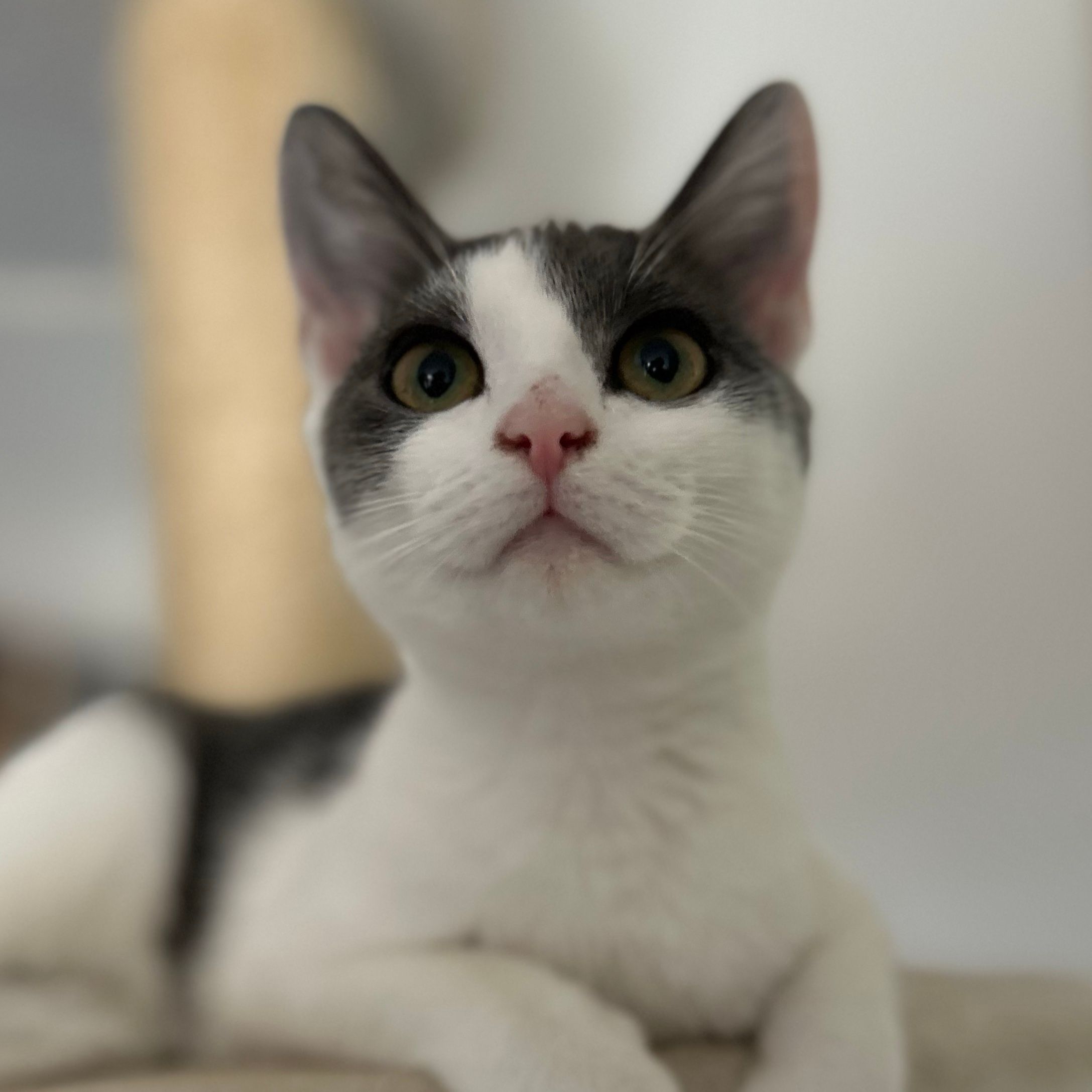 Yuki