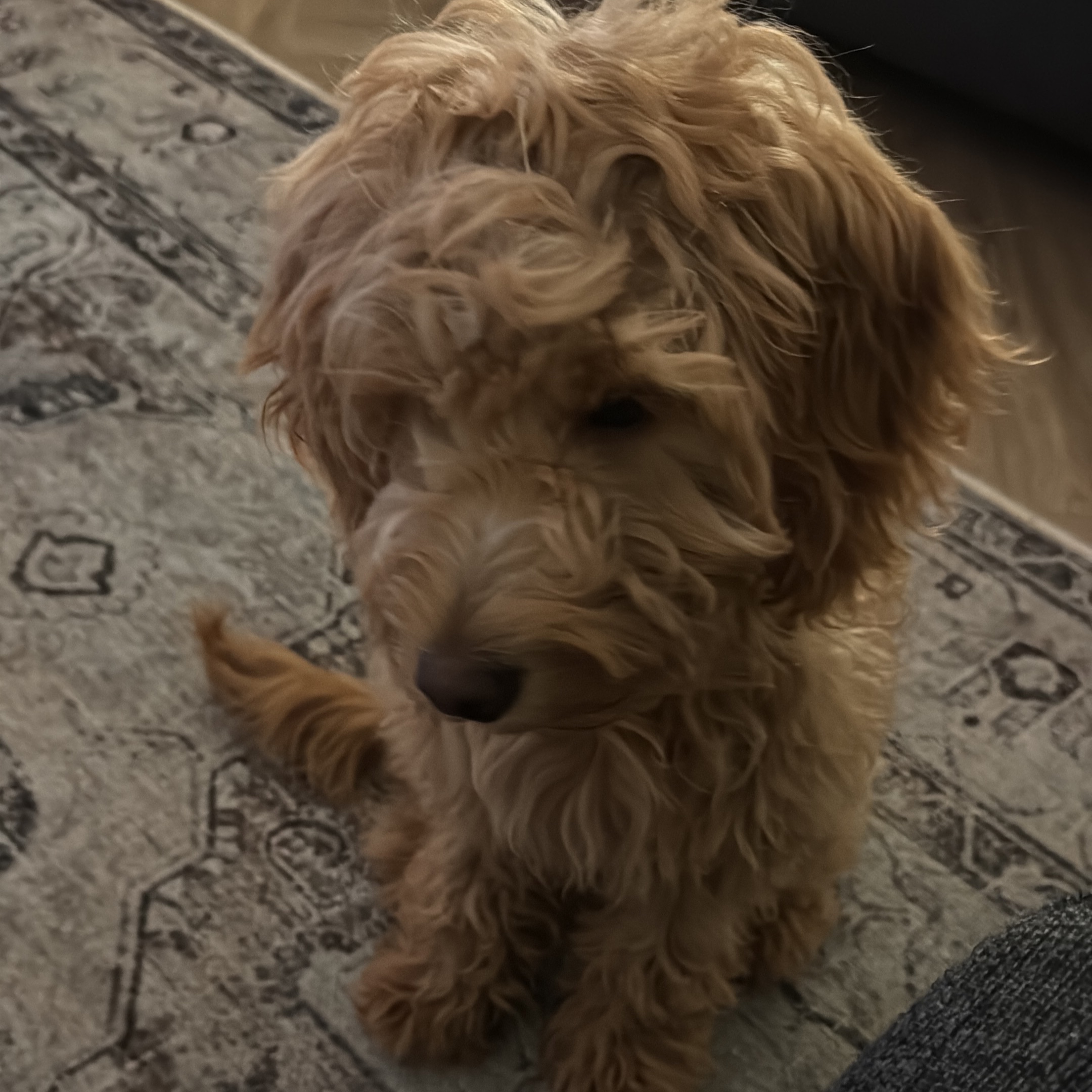 Doris