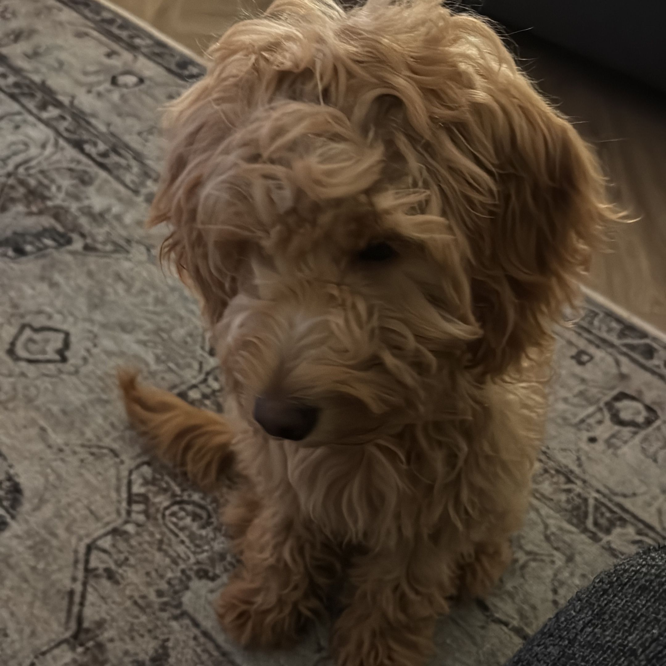 Doris
