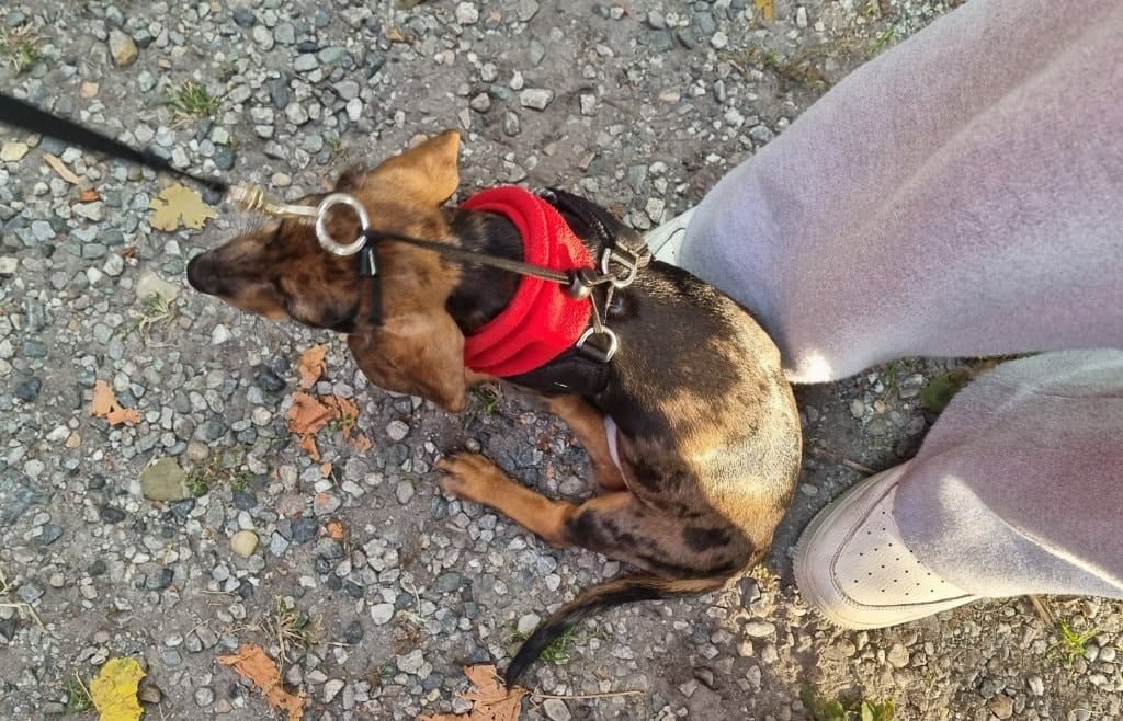 image-7