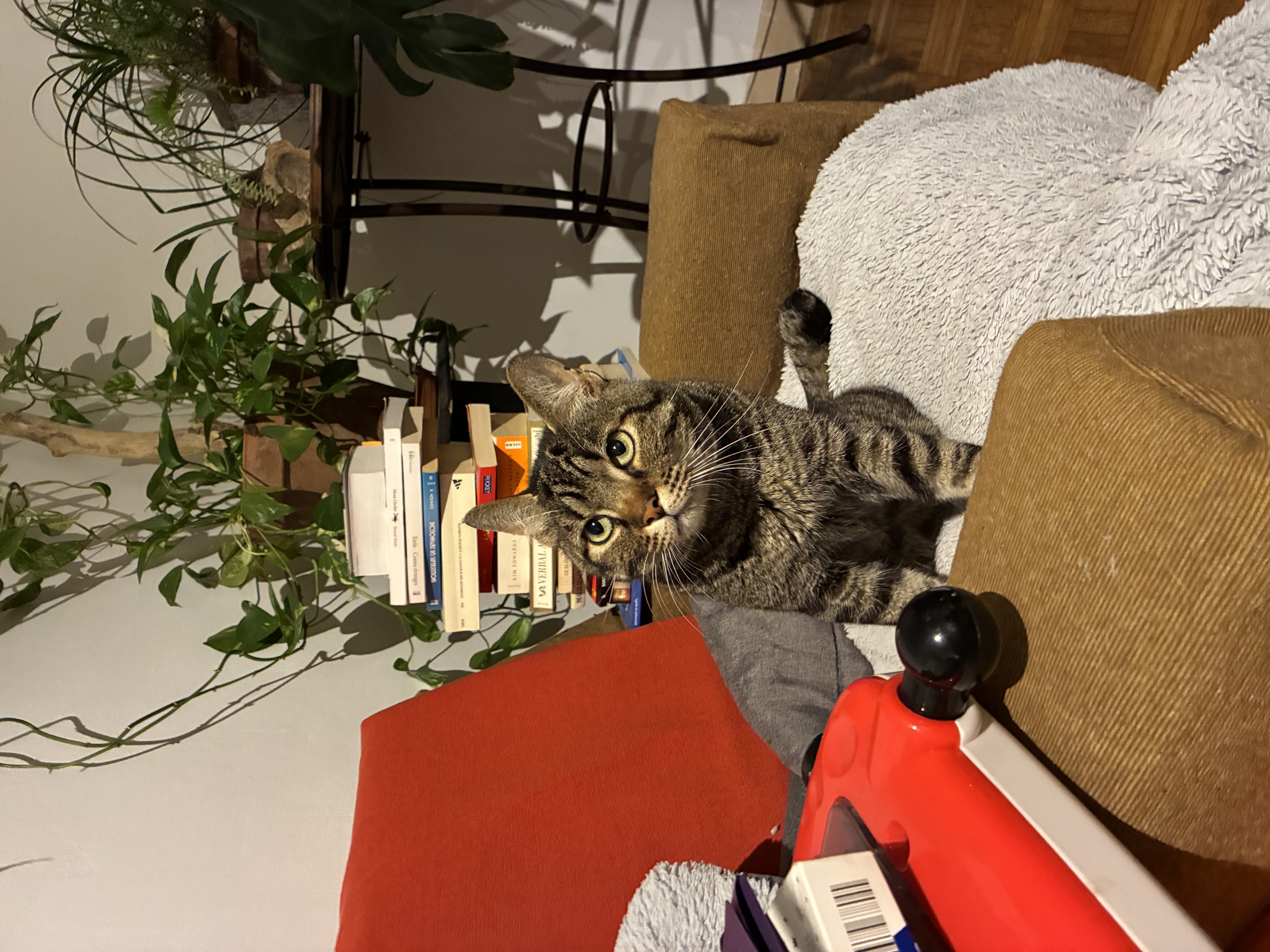 image-7