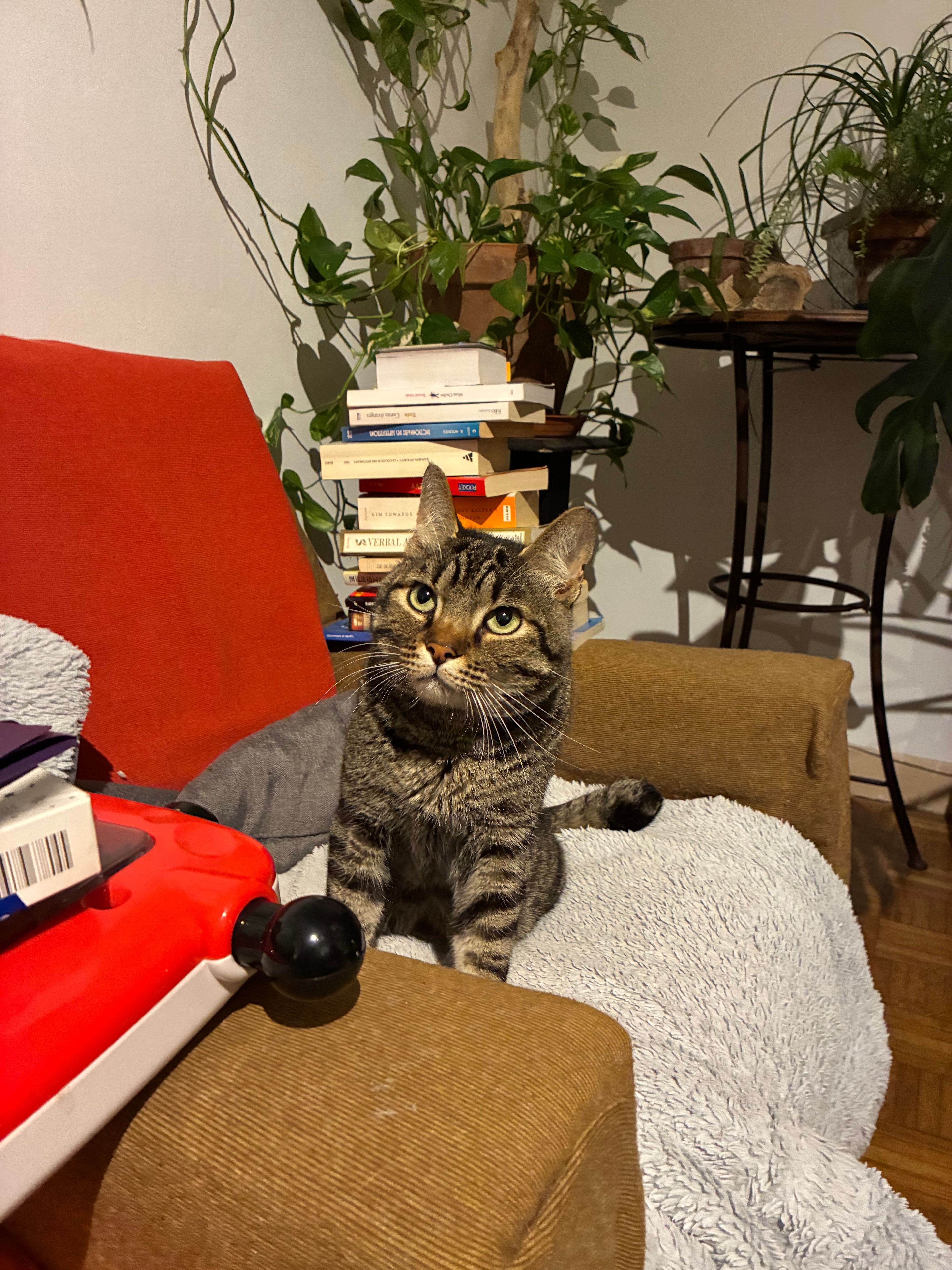 image-7