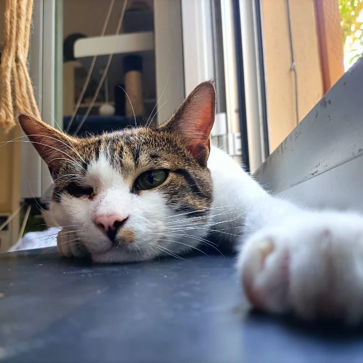 Oliver
