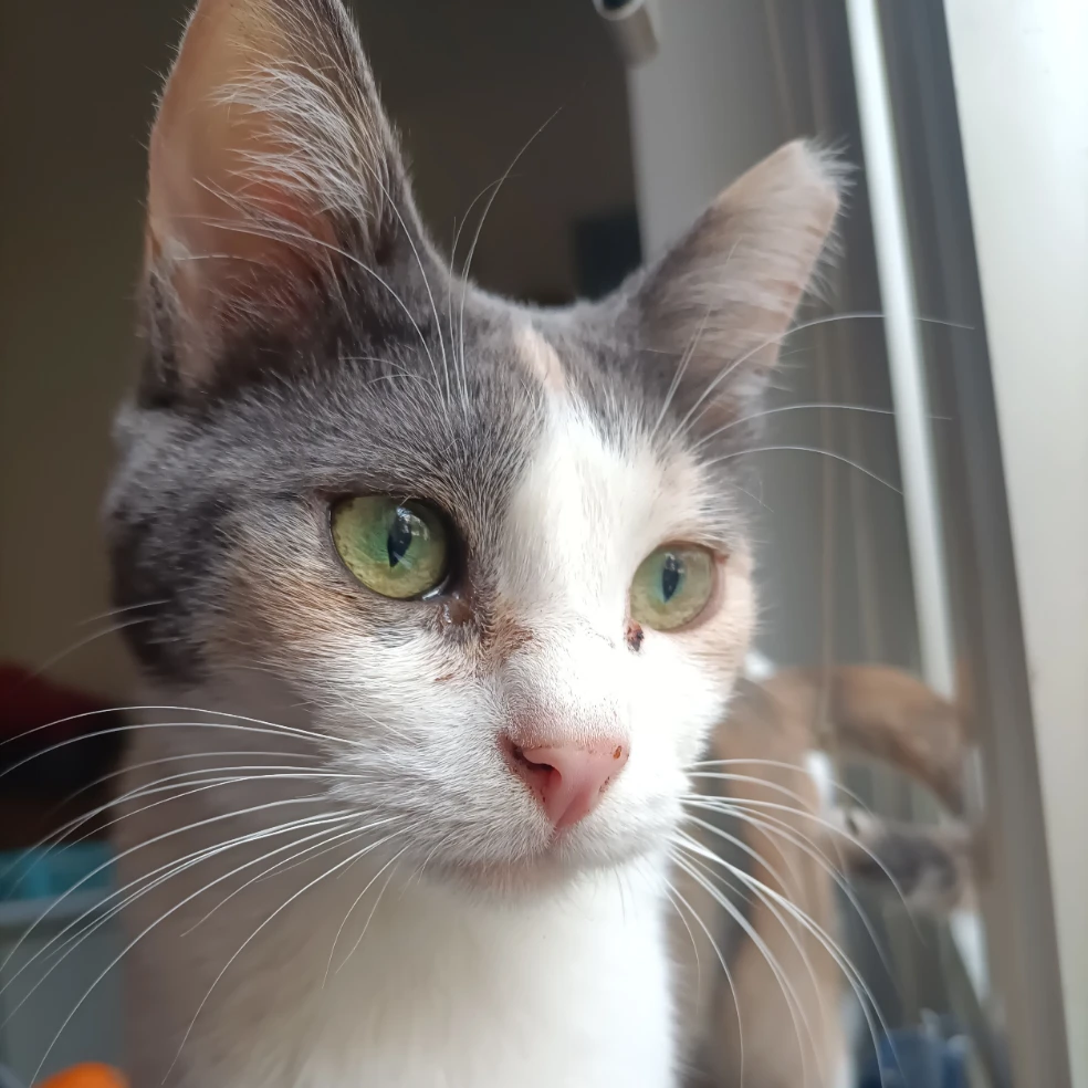 Pixie
