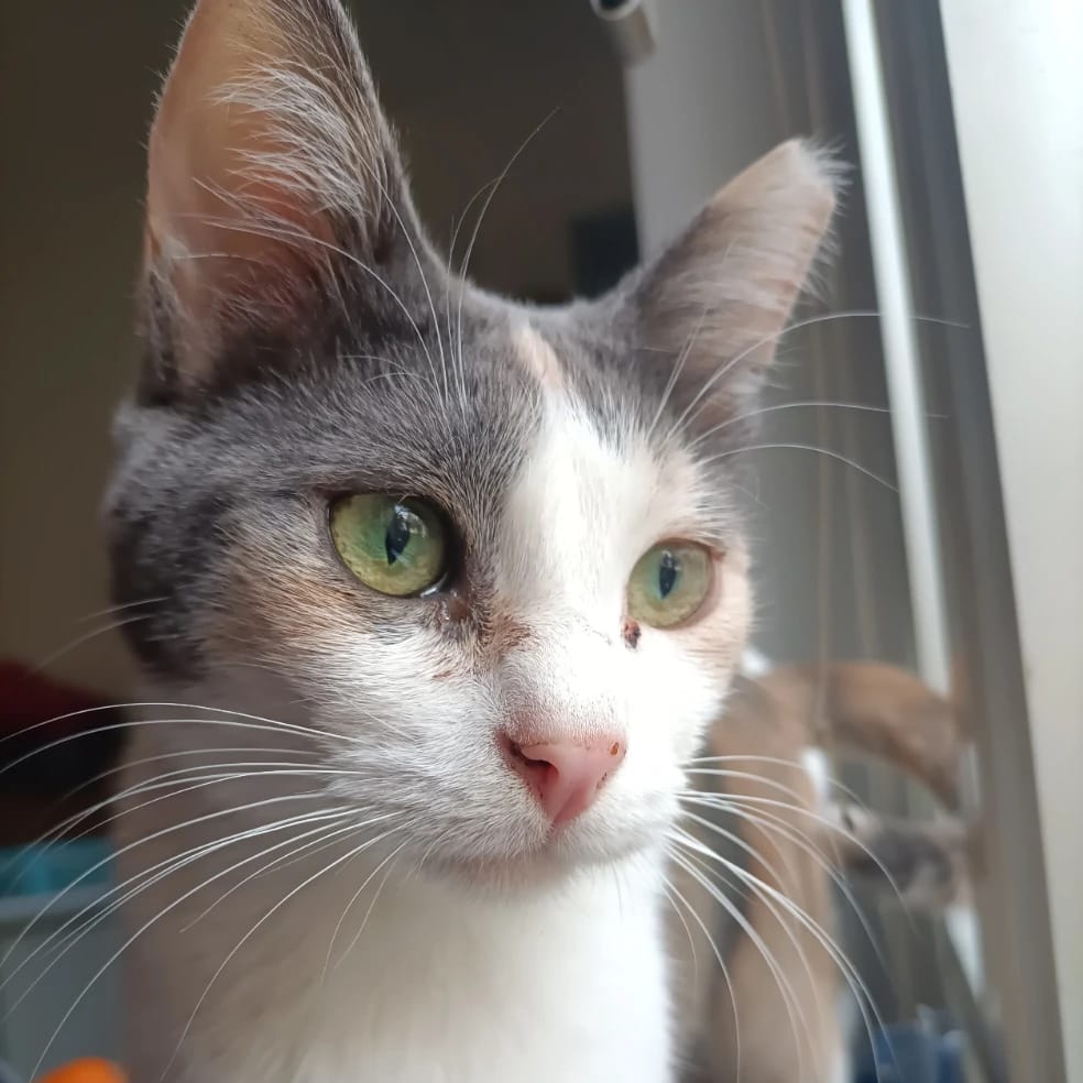 Pixie