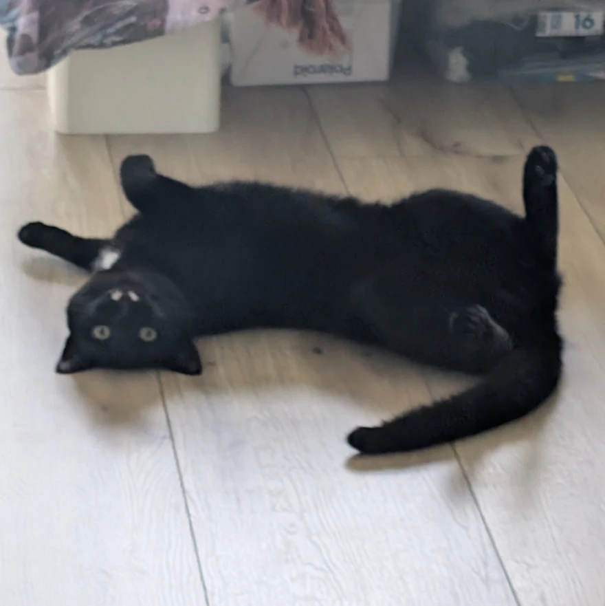 BB