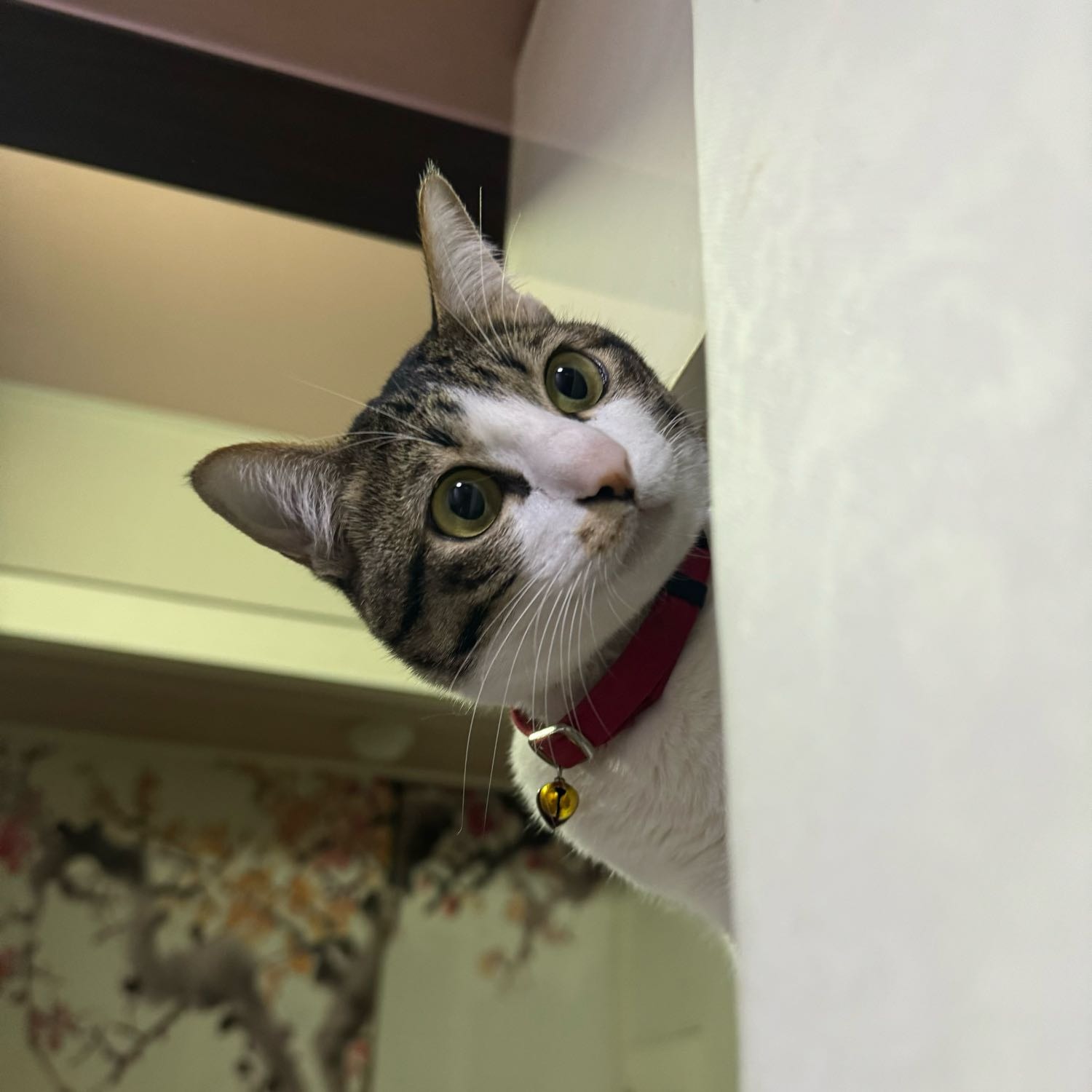 Miko