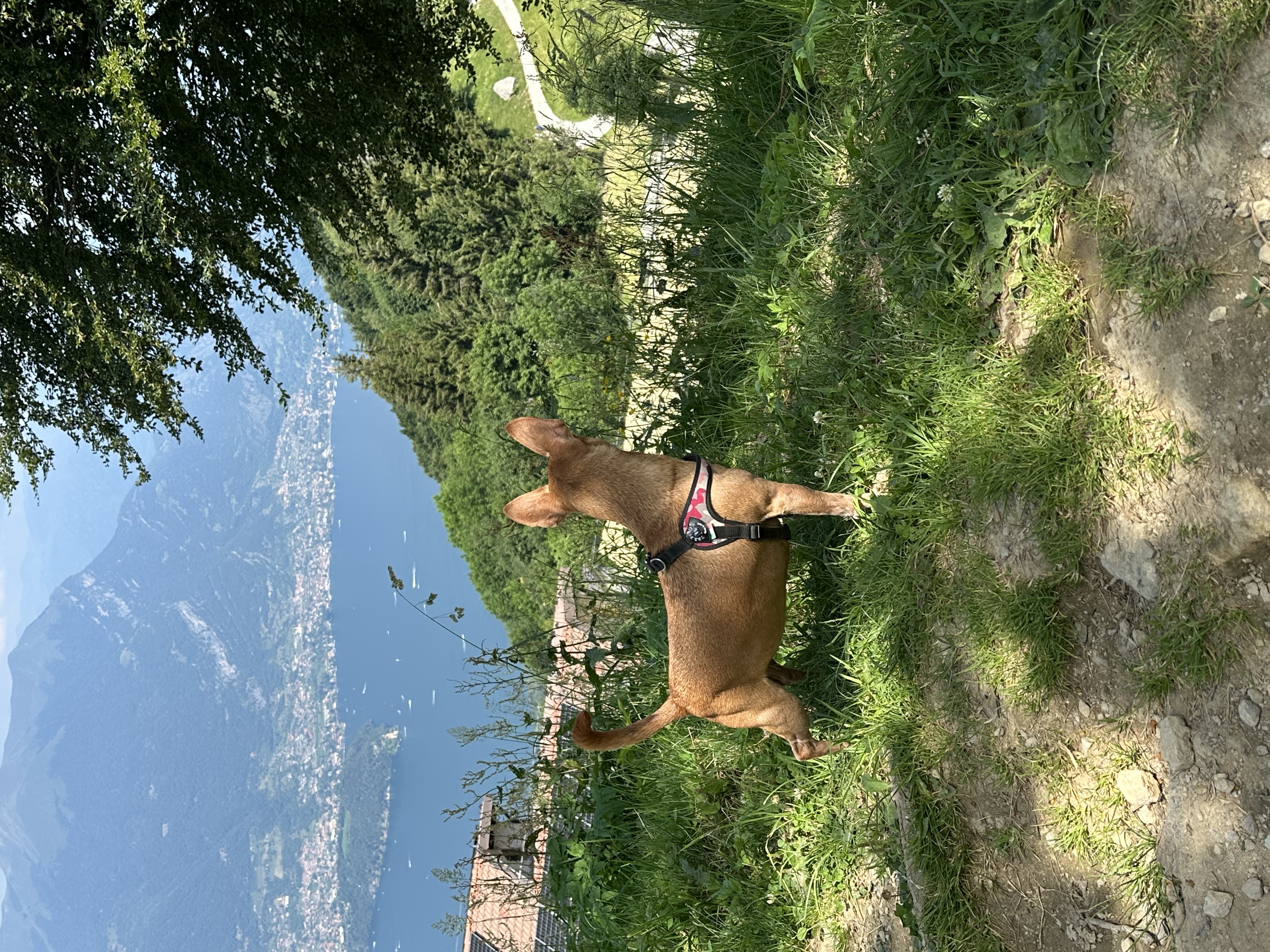 image-5