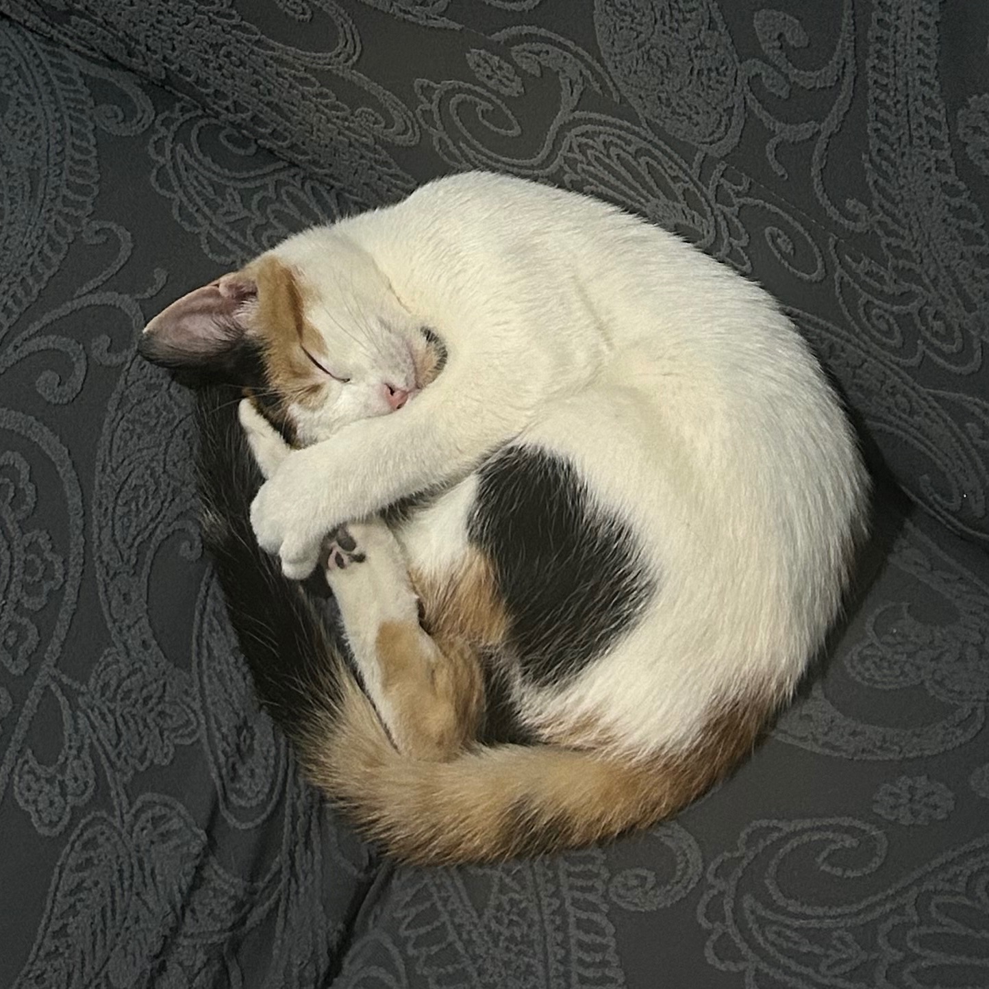 Alma