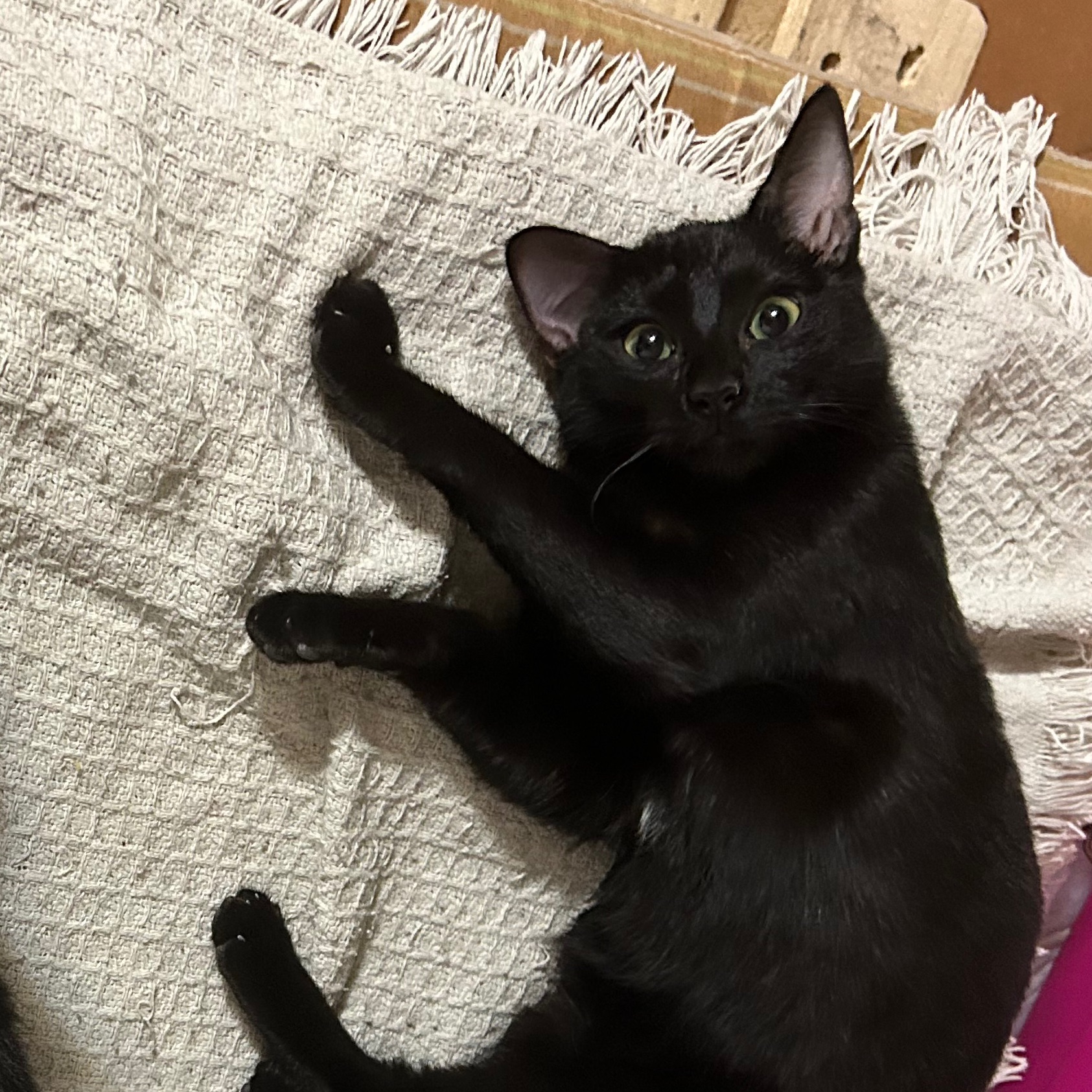 Luna
