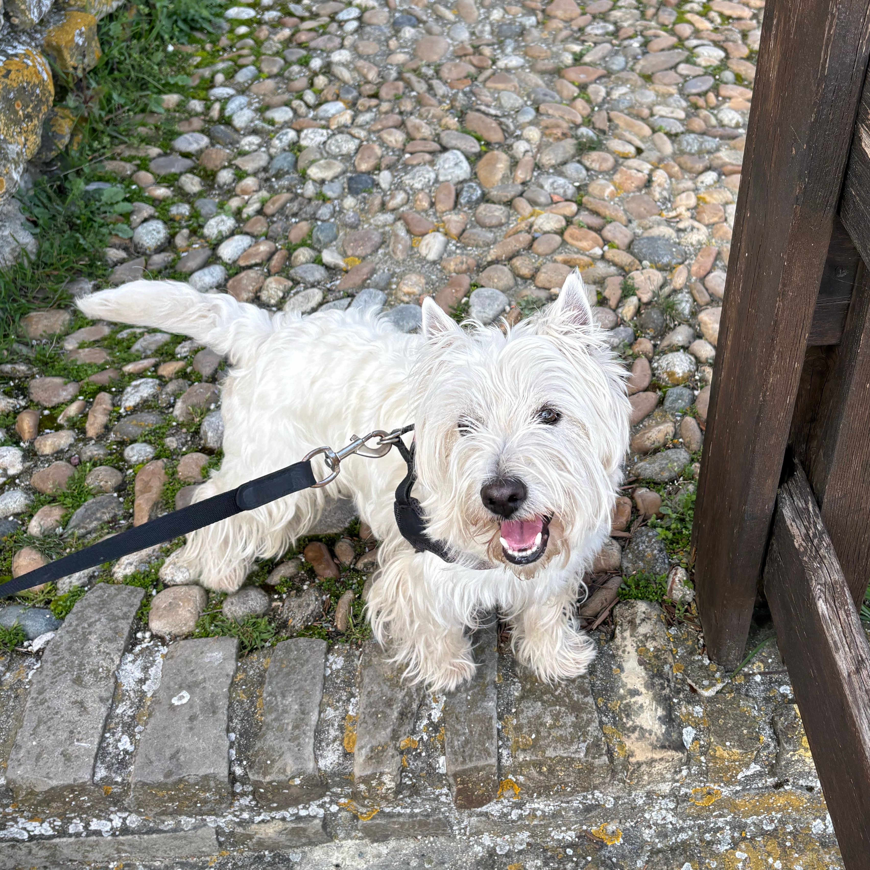 Otello