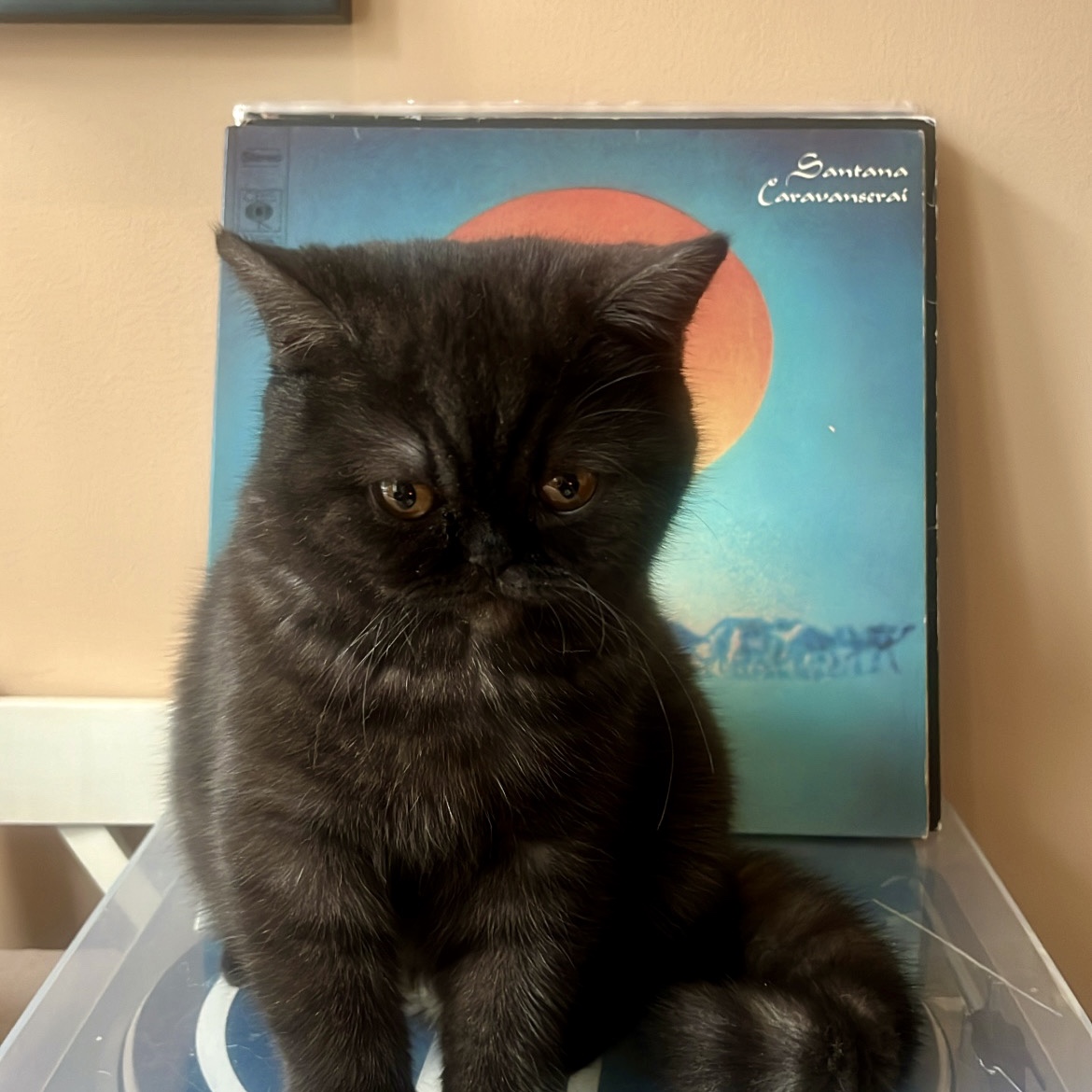 Cleo 