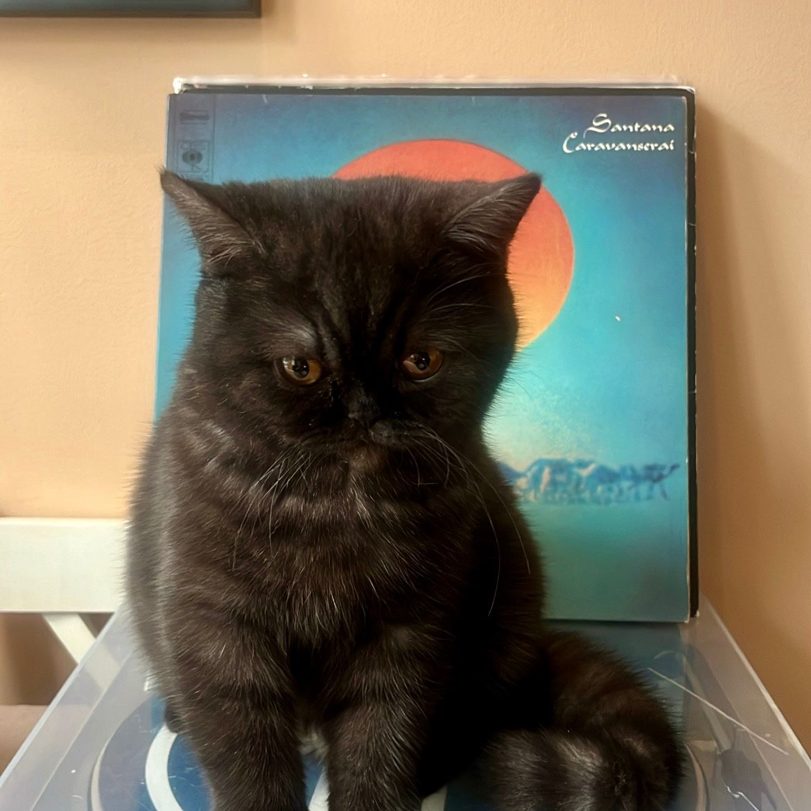 Cleo