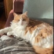 Mylo 