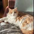 Mylo