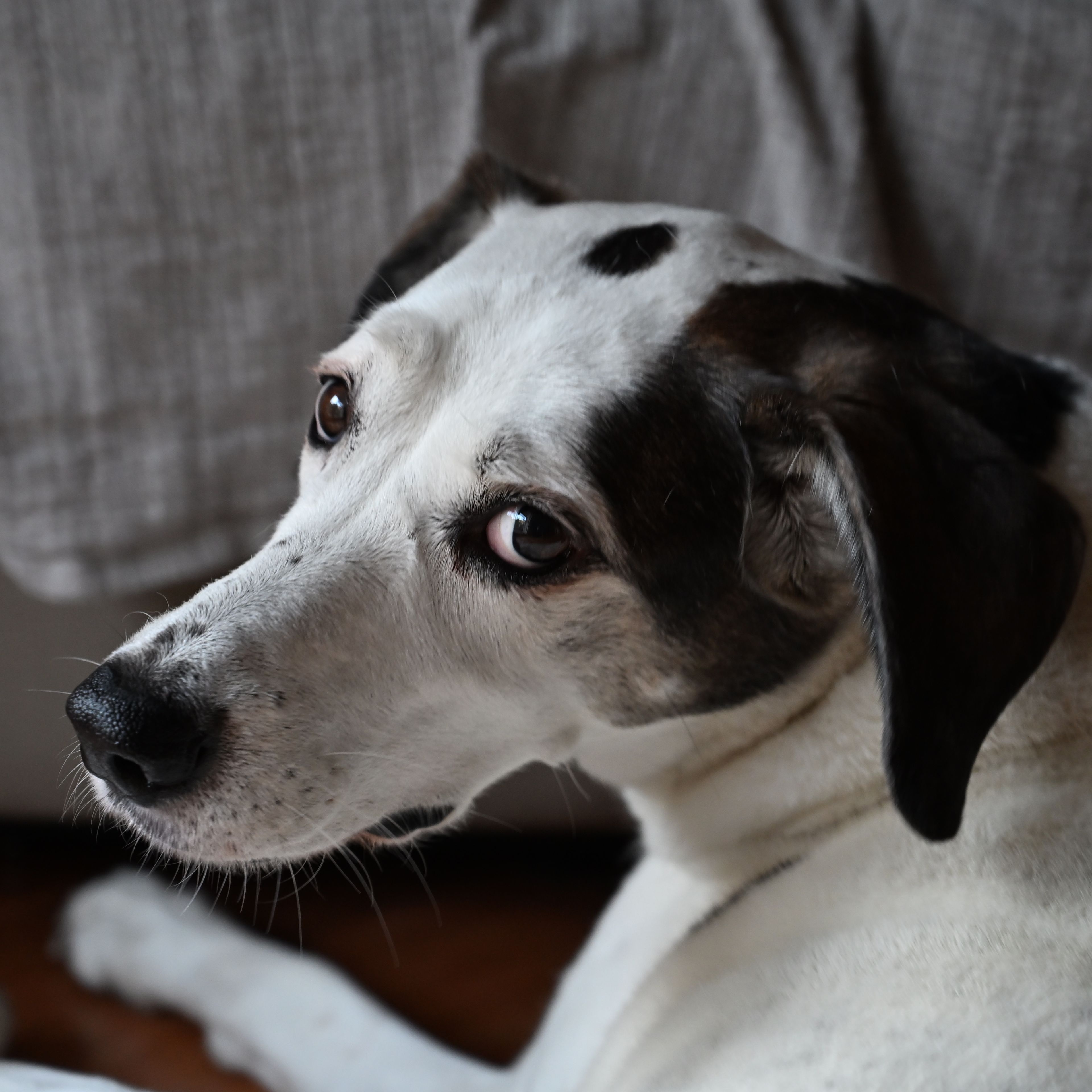 Pepper