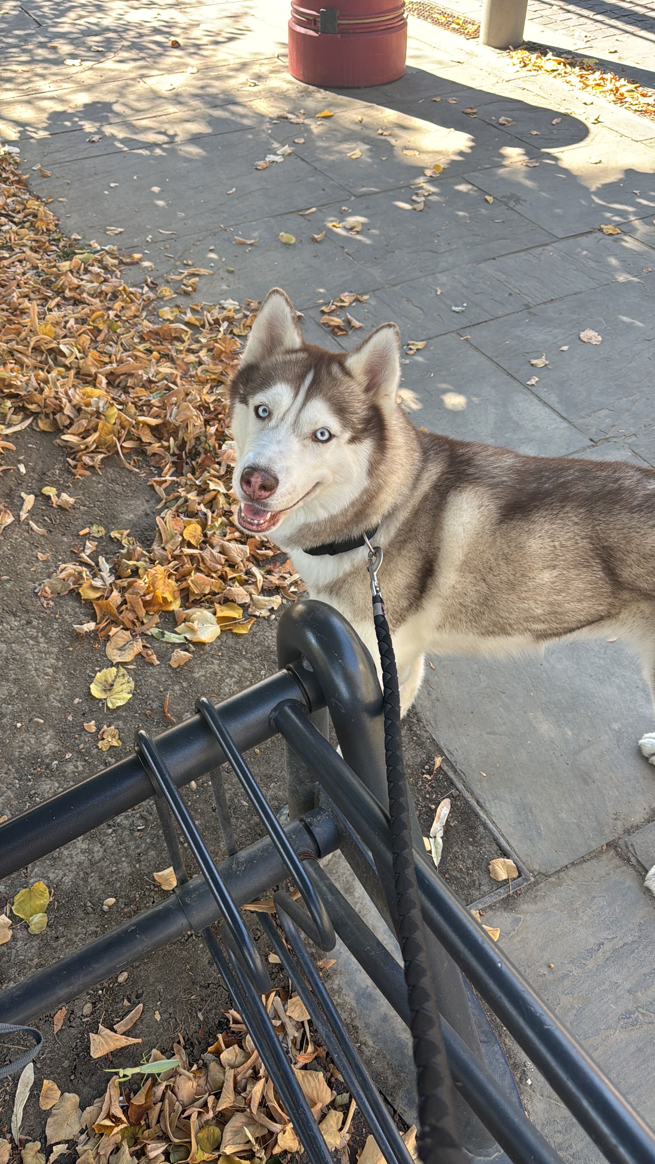 image-7